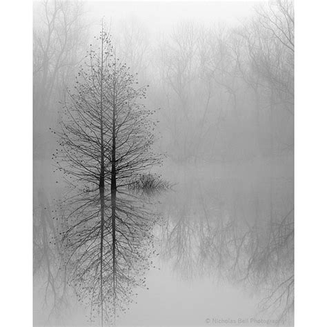 Black and White Photography, Tree Print, Tree Photography, Lake House ...