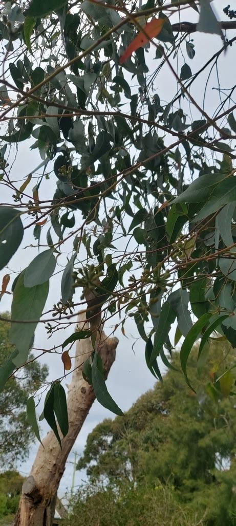 Brown Top Stringybark From Framlingham Vic Australia On September