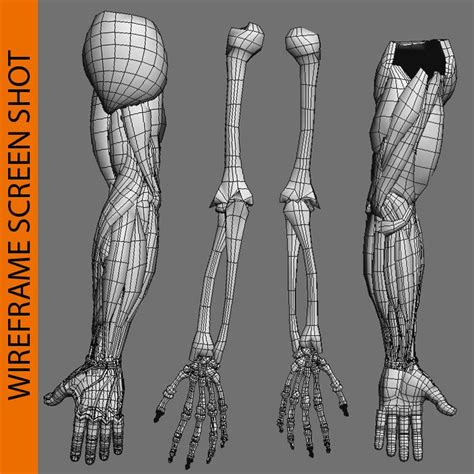 Human Arm Anatomy Combo Pack 3d Model 42 3ds Fbx Ma Max Obj Free3d