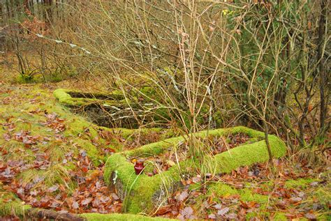Forgotten cemetery - Bydgoszcz