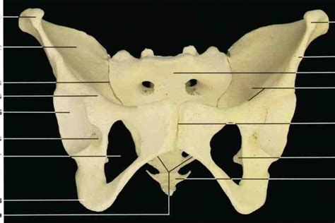 Pelvis Anterior Diagram Quizlet