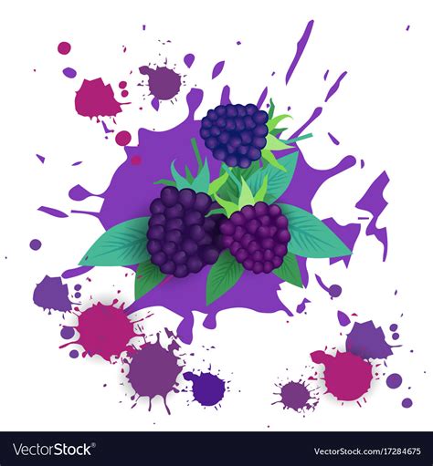 Blackberry fruit logo watercolor splash design Vector Image