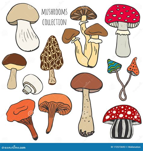 Hand Drawn Mushrooms Collection In Color Edible And Fungus Mushrooms