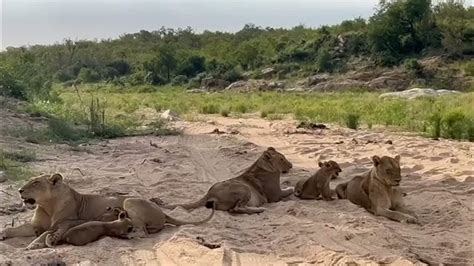 Beautiful Windmill Lion Pride Cubs Vocalizing Kruger 17 April 2024 Youtube