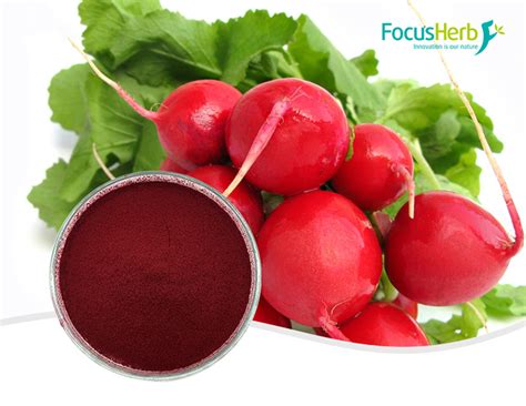 Red Radish Color Focusherb