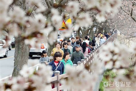 포토주말여행 대전동구 대청호 벚꽃축제