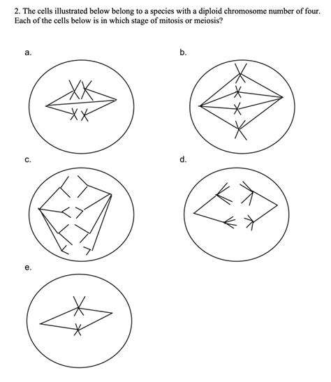 Solved The Cells Illustrated Below Belong To A Species With A