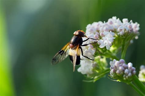 Insecto Abeja Entomolog A Foto Gratis En Pixabay Pixabay