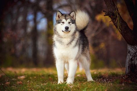 How Big Do Alaskan Malamutes Get Average Weight And Growth Chart Hepper