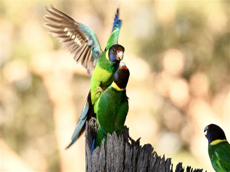 Australian Ringneck - The Australian Museum