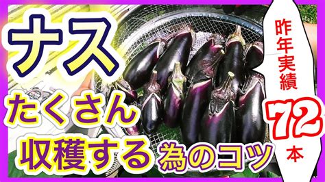 【ナスをたくさん収穫する為のコツ】どうすれば1株から72本もとれるの？？ 〜狭い庭で家庭菜園〜 Youtube