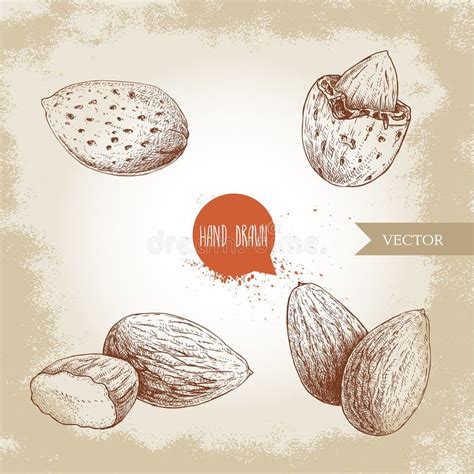 Hand Drawn Sketch Style Almond Set Single Group Seeds And Almond In