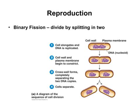 Lecture Microbial Cell Structure And Function Flashcards Quizlet