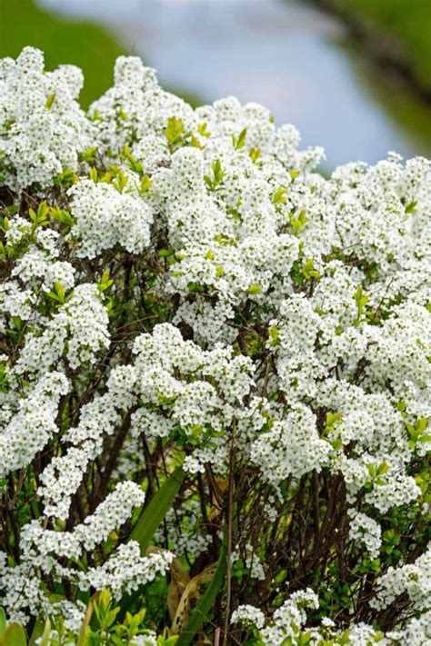 Cómo cultivar y cuidar los arbustos de espirea Mi Diario De Campo