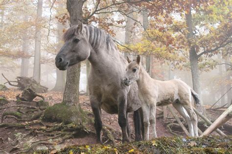 Fotografía Caballos salvajes - Img 15550