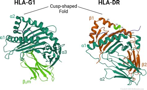 Frontiers Hla G And The Mhc Cusp Theory