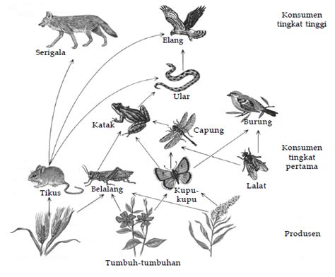Penjelasan Tentang Aliran Energi Dan Daur Biogeokimia Biologi Indonesia