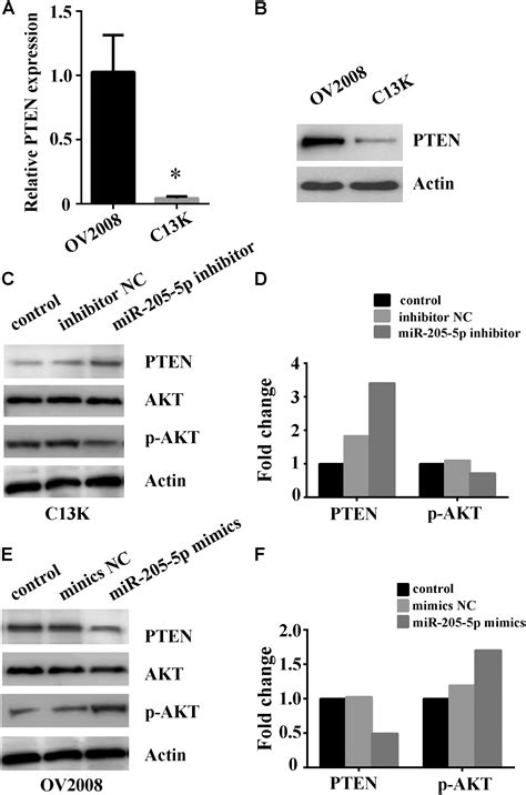 Frontiers MiR 205 5p Mediated Downregulation Of PTEN Contributes To