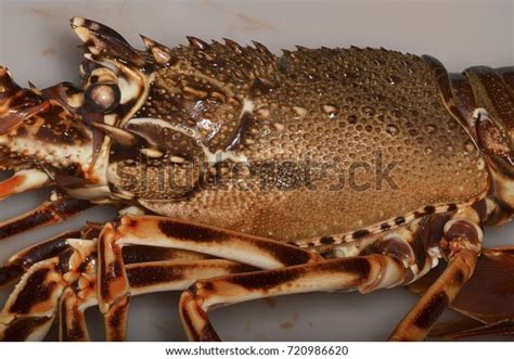 Palinurus Elephas European Spiny Lobster Spiny Stock Photo 720986620