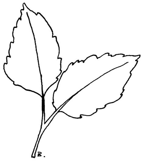 Printable Sunflower Leaf Outline