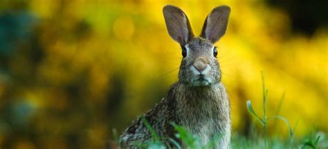 What Do Rabbits Ear Positions Mean Rabbits For Sale