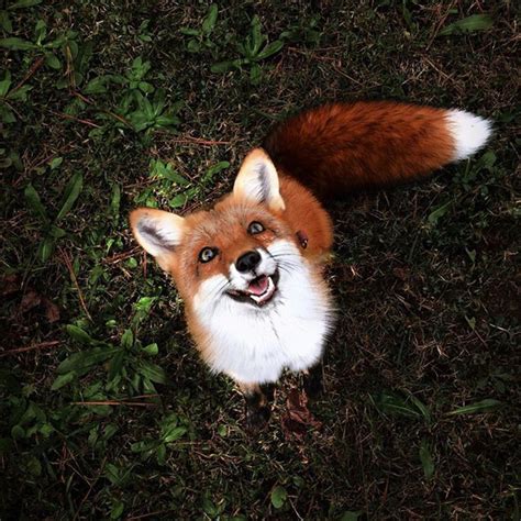 Meet Juniper, the Domesticated Fox That's so Adorable She'll Melt Your ...