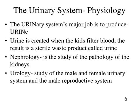 Ppt Chapter The Urinary System Powerpoint Presentation Free