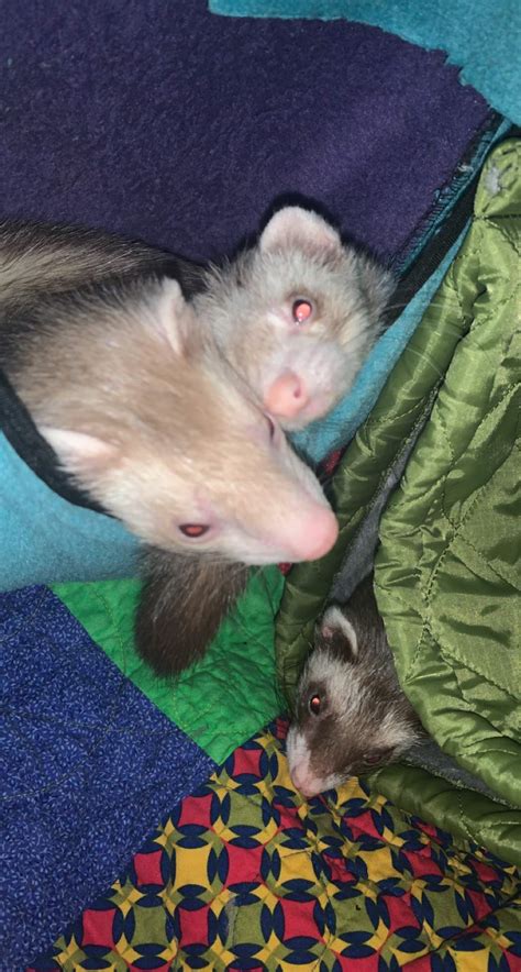 some photos of my babies | Ferret Amino