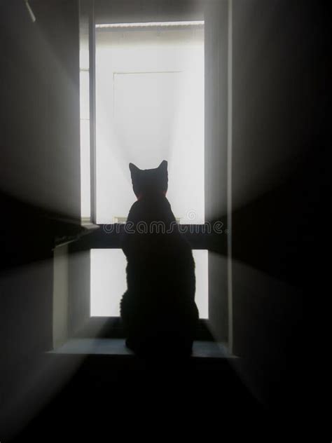 Silhouette of a cat stock image. Image of starring, blackwhite - 62580915