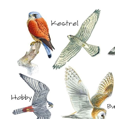 British Birds Of Prey Identification Chart Wildlife Poster A5 Etsy Uk