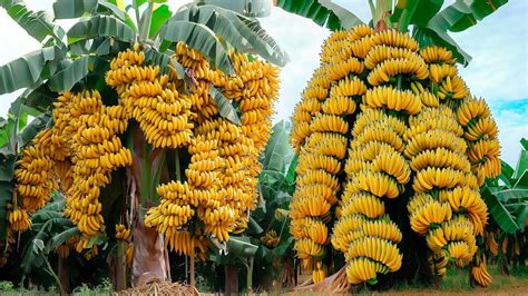 Yellow Banana Tree Images