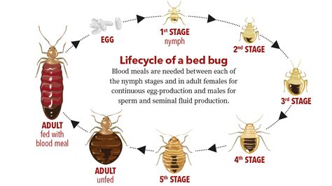 Bed Bugs Unwanted Hitchhikers In East Texas Homes APS Pest And