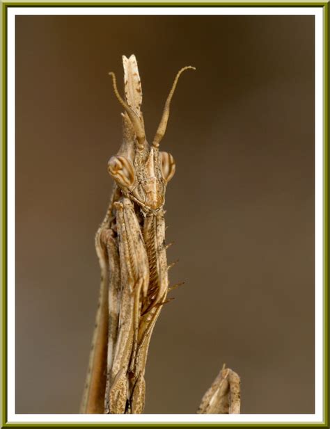 Diablotin Dictyoptère Mantide Empusa Pennata Juvénile Flickr