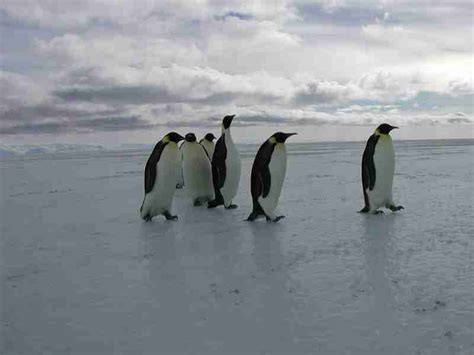 Low Antarctic Sea Ice Leads To Emperor Penguin Breeding Failure ...