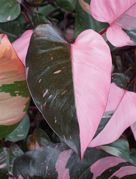 Schönes Rosa Und Dunkelgrünes Halbmondblatt Der Philodendron Rosa