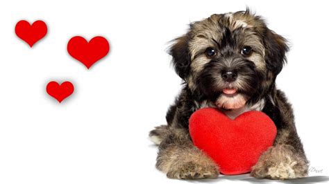 Dog Valentine Day Wallpapers Top Free Dog Valentine Day Backgrounds