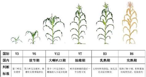 玉米不同生育期所需溫度的關鍵數據（從種到收） 每日頭條