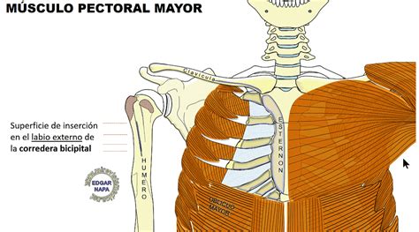 Descripción de diversos temas de anatomía humana imagenología y