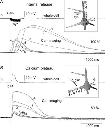 Differences In Spatio Temporal Dynamics Between The Internal Ca