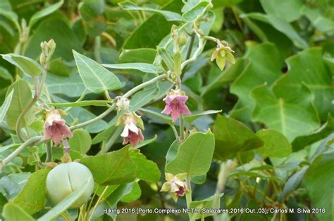 Araujia Sericifera • Naturdata Biodiversidade Em Portugal