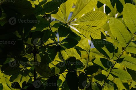 Chestnut leaves, chestnut trees 14953207 Stock Photo at Vecteezy