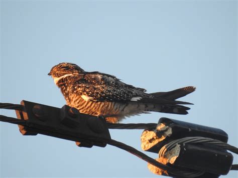 Common Nighthawk Emuseum Of Natural History