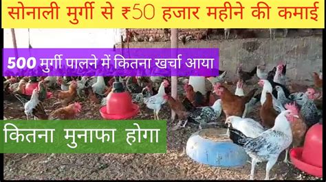 Desi Murgi Farming Jaipur Rajasthan Desi Murga Chicken Desi Murgi