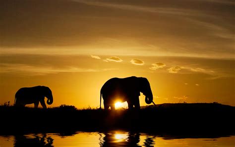 African Animals Wallpaper HD Free Download