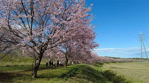 北浅羽桜堤公園の安行寒桜 4k （埼玉県坂戸市）2022320 Youtube