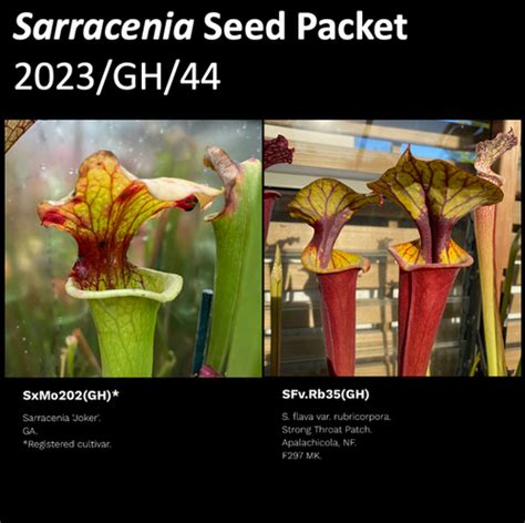 2023 GH 44 Sarracenia Seeds Mysite