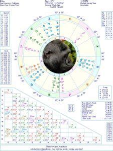 Astrology Of Koko The Gorilla Oh My Stars