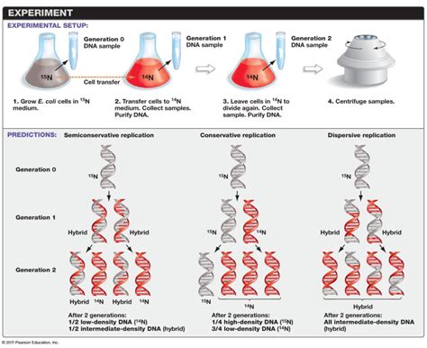 Bio 2 Exam 1 Diagram Quizlet