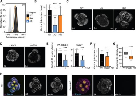 Laminin But Not Plectin Binding To Integrin α6β4 Contributes To