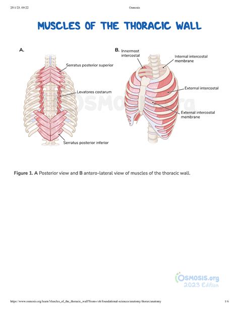 Muscles Of The Thoracic Wall Osmosis Muscles Of The Thoracic Wall